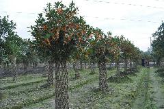 供應早紅桂花柱