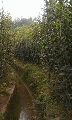 供應(yīng)八公分速生金桂價格，八公分速生金桂報價，八公分速生金桂種植基地