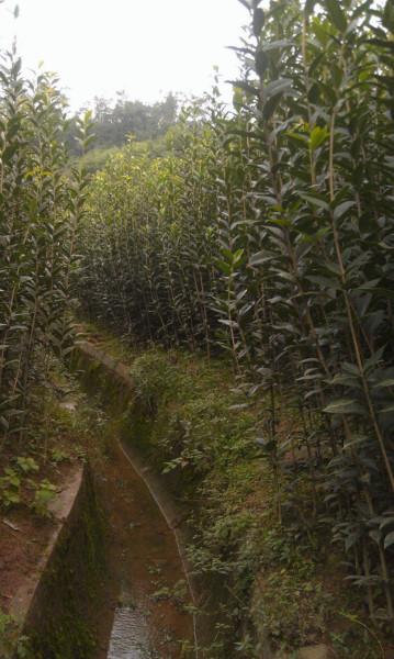 供應(yīng)貴州提供速生金桂