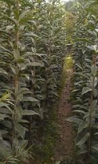 供應(yīng)哪里有高分枝桂花