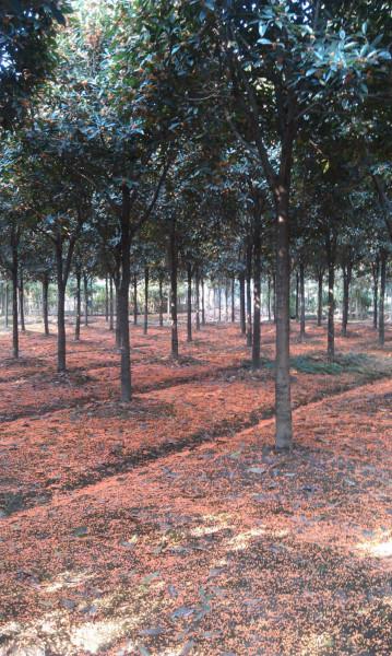 供應(yīng)江蘇哪里有早紅桂