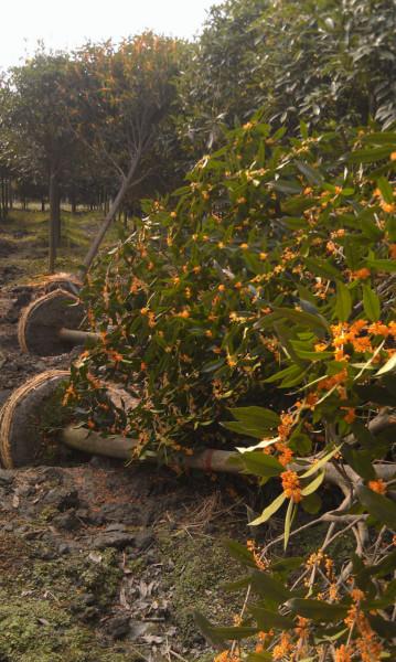 供應(yīng)高分枝早紅桂