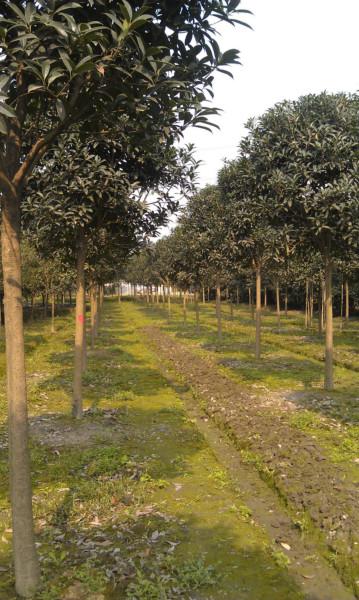 供應(yīng)長柄金桂哪里找