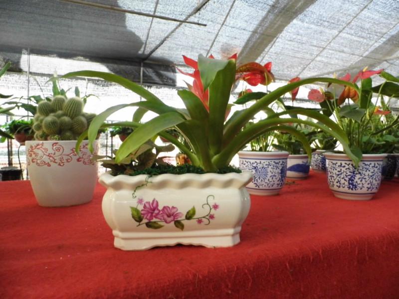 供應(yīng)望城租擺