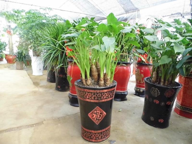 供應(yīng)望城盆栽