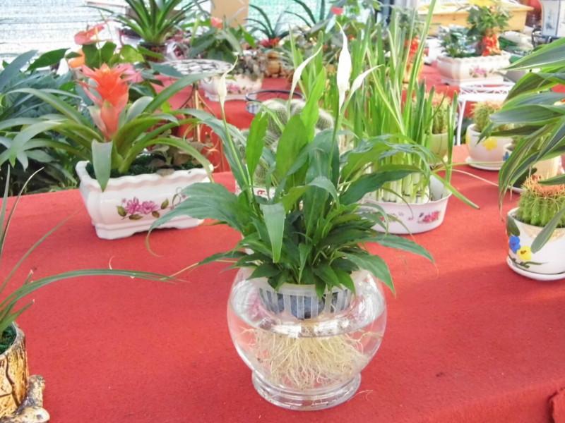 供應(yīng)長沙綠植盆栽長沙綠植租賃 長沙綠植花卉