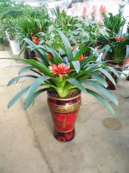 供應(yīng)望城租花