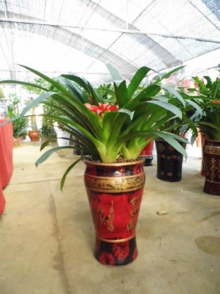 供應長沙望城花卉盆景花器超市