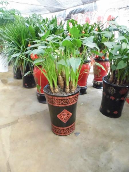 供應長沙望城花卉盆景花器超市