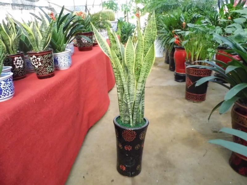 供應長沙望城花卉盆景花器超市