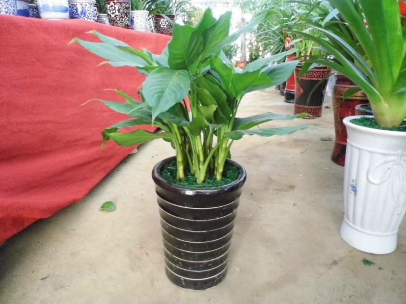 供應(yīng)長沙綠植盆栽長沙綠植租賃 長沙綠植花卉