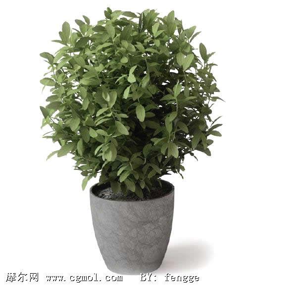 供應(yīng)望城綠植盆栽盆景租賃租擺