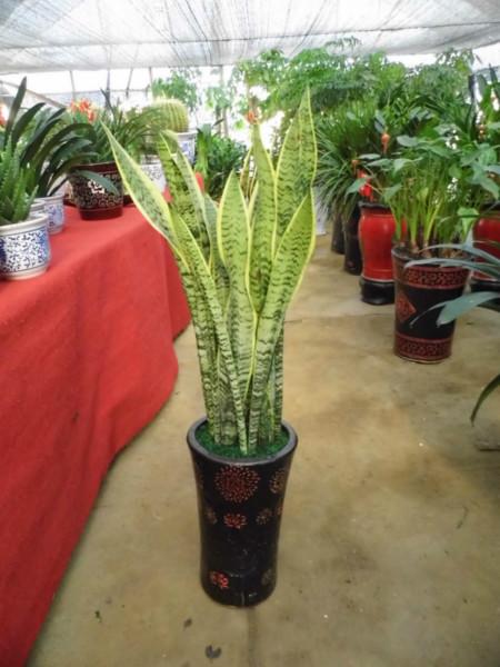 供應(yīng)望城盆景