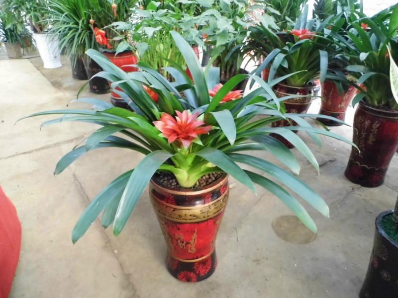 供應(yīng)長沙綠植盆栽長沙綠植租賃 長沙綠植花卉