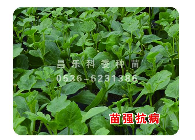 供應(yīng)中華*（雙星類改進(jìn)品種）