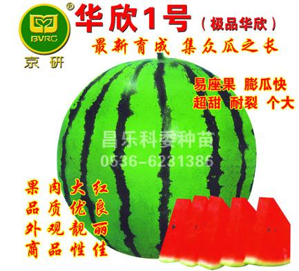 供應(yīng)華欣1華欣2京研新2號京欣2號西瓜種