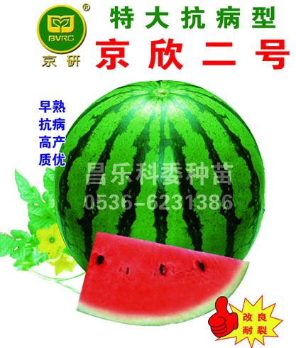 供應(yīng)華欣1華欣2京研新2號京欣2號西瓜種