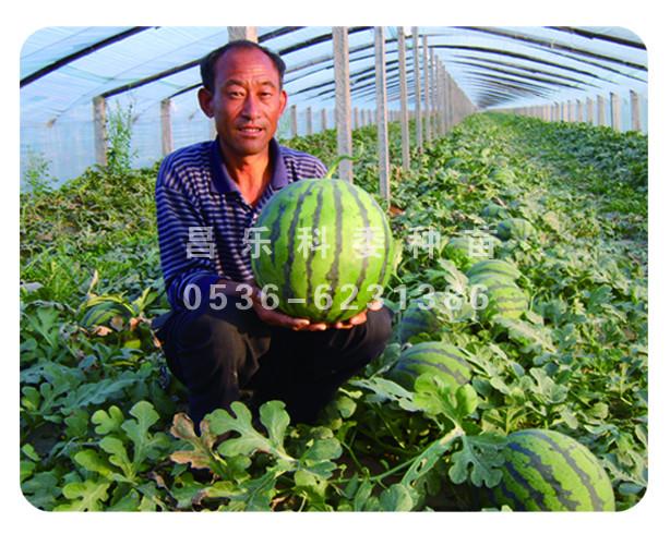 供應(yīng)京研新2號(hào)華欣2號(hào)京欣2號(hào)