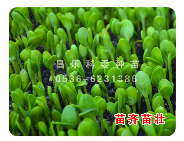 供應(yīng)中華*（雙星類改進(jìn)品種）