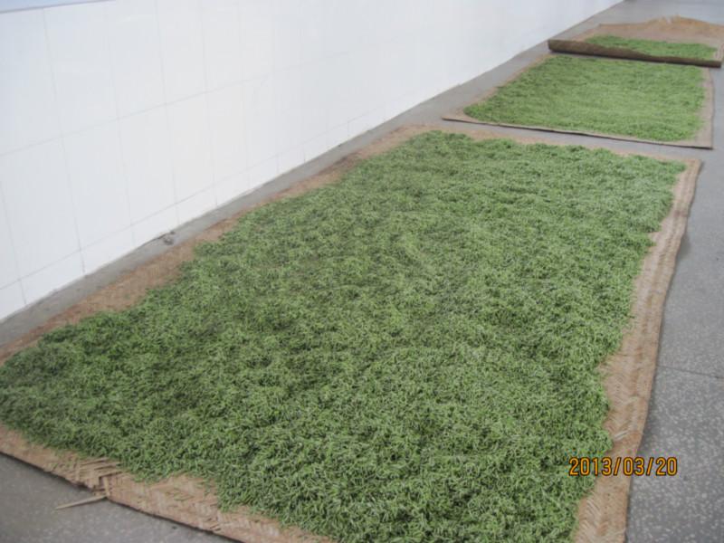 2018年新茶 曾侯銀劍茶五* 芽茶 有機(jī)單芽 綠茶