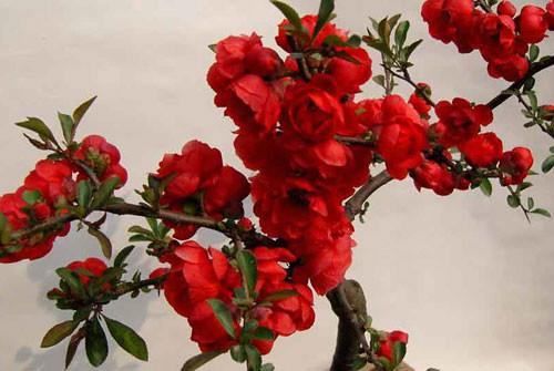 木瓜海棠苗/冬紅海棠苗/垂絲海棠苗圖片