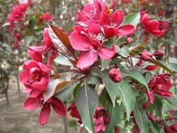 供應絢麗海棠苗/冬紅海棠苗/木瓜海棠苗