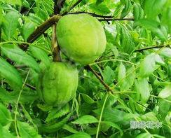供應(yīng)木梨苗（降龍木）繁育基地