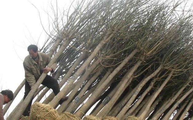 菏澤8公分國槐價格多少錢 菏澤6-8公分國槐價格