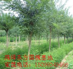 供應8公分國槐樹苗價格 8公分國槐價格 山東批發(fā)8公分國槐樹苗 批發(fā)8公分國槐價格