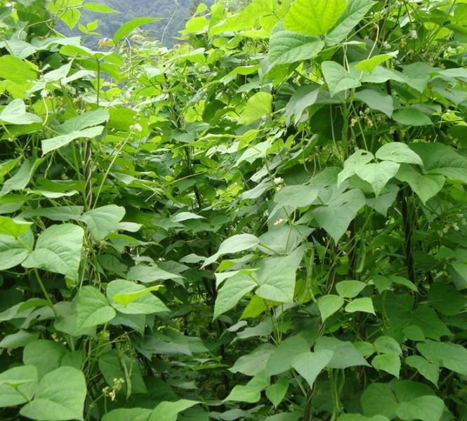 供應(yīng)白蕓豆提取物