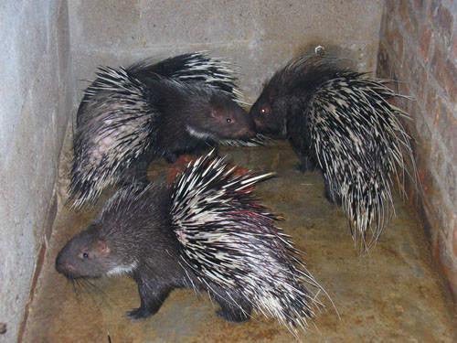 供應(yīng)浙江*，浙江*種苗，浙江*商品，浙江*出售，浙江*供應(yīng)