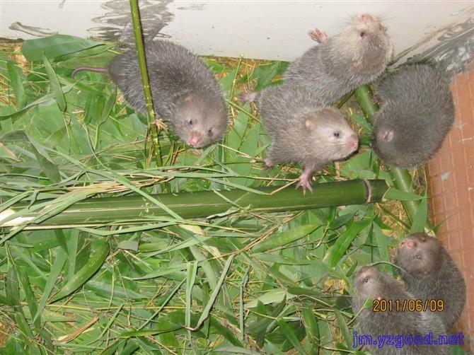 供應(yīng)福建*，福建*種苗，福建*商品，福建*出售