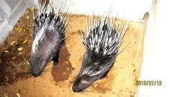 供應(yīng)浙江*，浙江*種苗，浙江*商品，浙江*出售，浙江*供應(yīng)