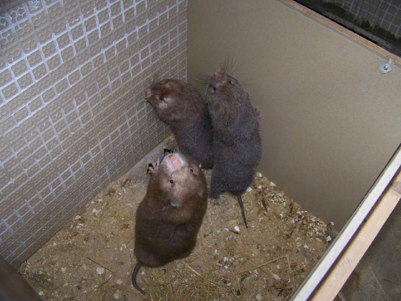 供應(yīng)福建*，福建*種苗，福建*商品，福建*出售