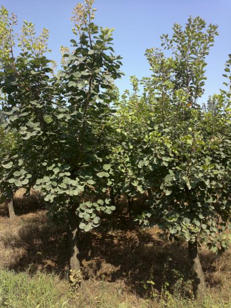 供應(yīng)11公分黃櫨，11公分黃櫨種植基地，11公分黃櫨苗木