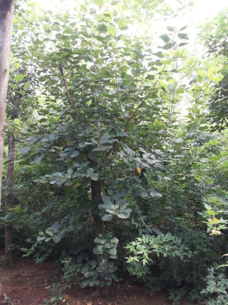 供應(yīng)11公分黃櫨，11公分黃櫨種植基地，11公分黃櫨苗木