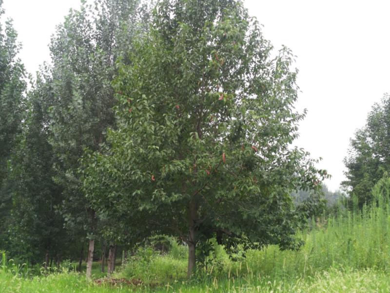 供應(yīng)河南白玉蘭種植基地電話，河南白玉蘭種植基地電話這里有。