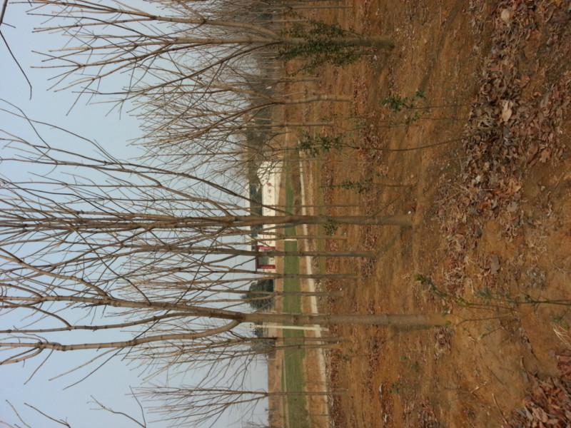 供應(yīng)河南白玉蘭種植基地