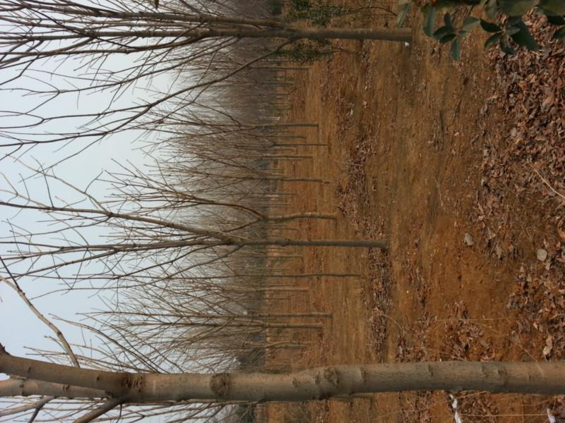 供應(yīng)河南白玉蘭種植基地