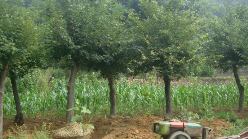 供應(yīng)五角楓批發(fā)，南陽(yáng)五角楓樹，綠化苗木