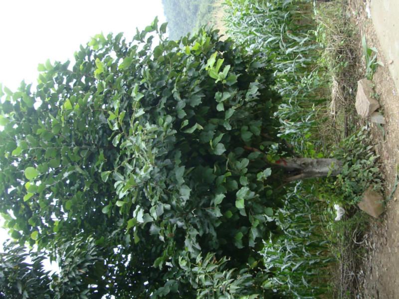 供應(yīng)玉蘭基地種植，河南白玉蘭批發(fā)