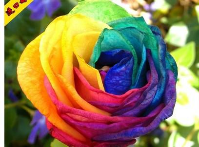 供應(yīng) 上海鮮花一般貿(mào)易進(jìn)口報(bào)關(guān)公司