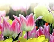 供應(yīng)荷蘭郁金香鮮花上海進(jìn)口報(bào)關(guān)