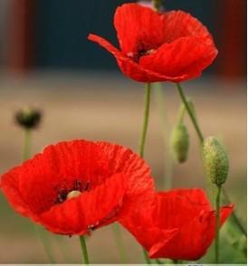 上海保稅區(qū)鮮花進(jìn)口報關(guān)圖片