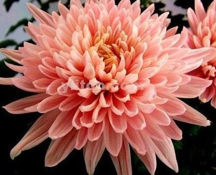 供應(yīng)荷蘭郁金香鮮花上海進(jìn)口報(bào)關(guān)