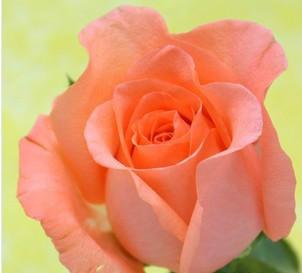 供應(yīng)西伯利亞鮮花上海報(bào)關(guān)代理