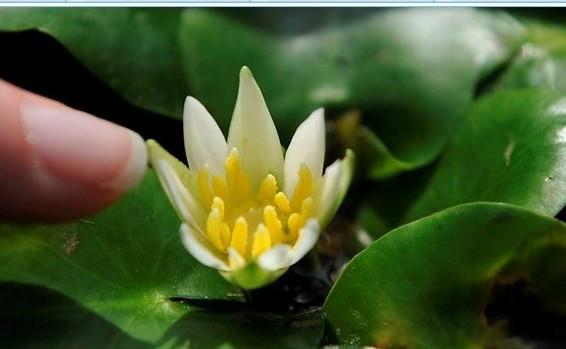 供應(yīng)上海保稅區(qū)鮮花進(jìn)口報關(guān)