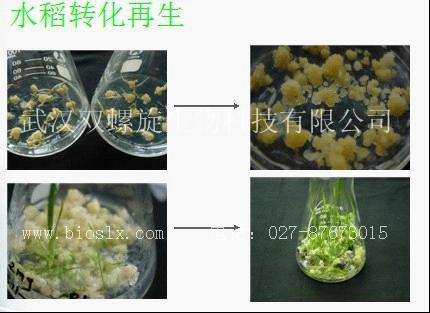 供应水稻转基因技术服务