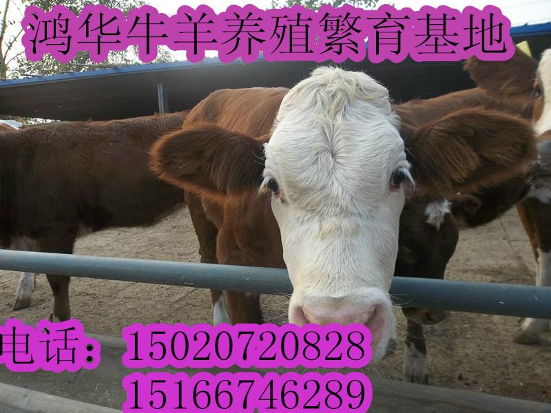 供应西门塔尔肉牛养殖场肉牛养殖技术