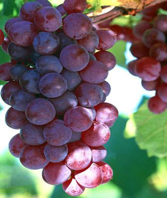 樂亭旅游 樂亭旅游接待 天行旅行社